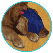 Gentle Leader Calming Caps